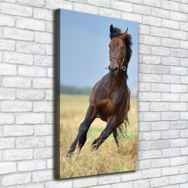 Quadro foto su tela verticale Un cavallo in un campo