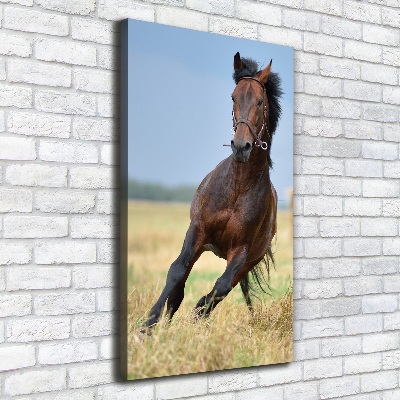 Quadro foto su tela verticale Un cavallo in un campo
