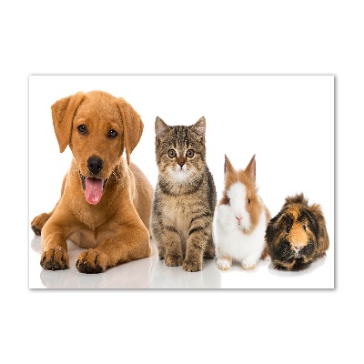 Quadro su vetro Cane e gatto