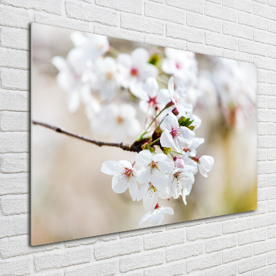 Quadro vetro Fiori di ciliegio