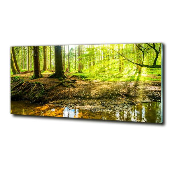 Quadro vetro Raggi di sole nella foresta