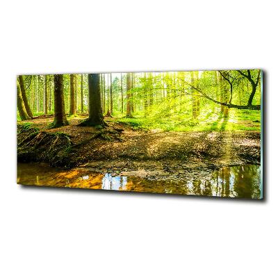 Quadro vetro Raggi di sole nella foresta