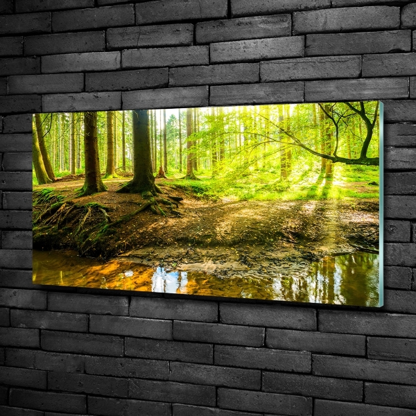 Quadro vetro Raggi di sole nella foresta