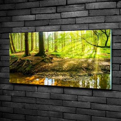 Quadro vetro Raggi di sole nella foresta