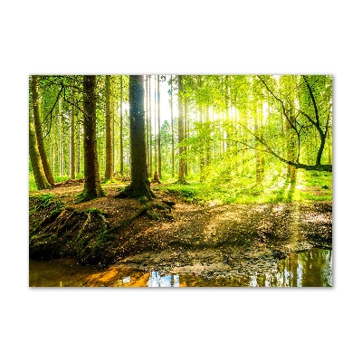 Quadro vetro Raggi di sole nella foresta