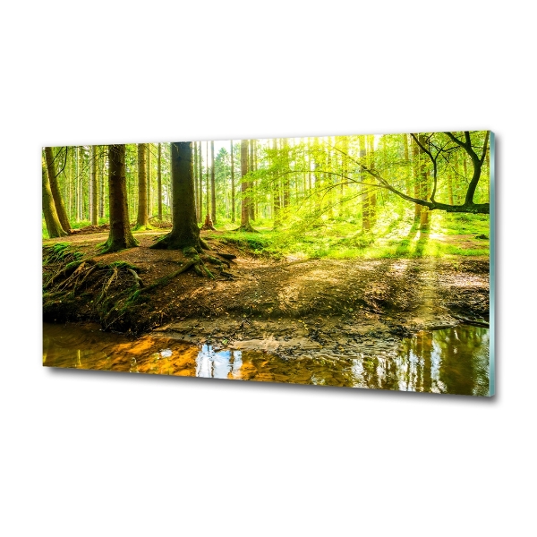 Quadro vetro Raggi di sole nella foresta