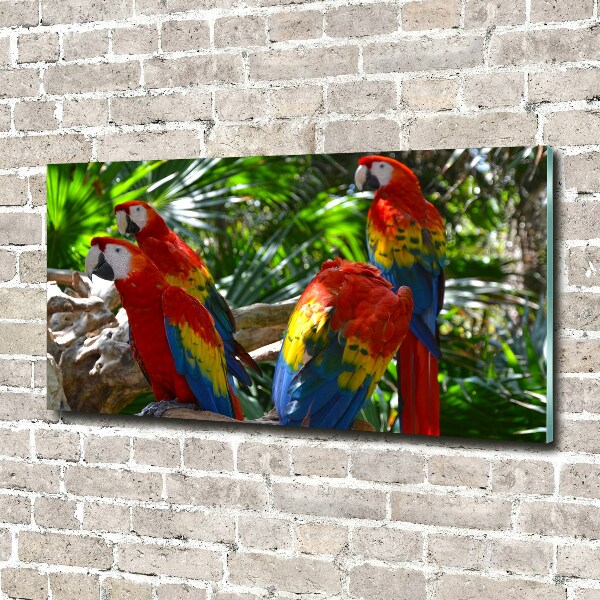 Quadro su vetro Pappagalli ara