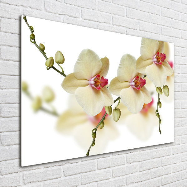 Quadro su vetro Orchidea