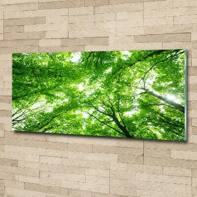 Quadro vetro Foresta verde