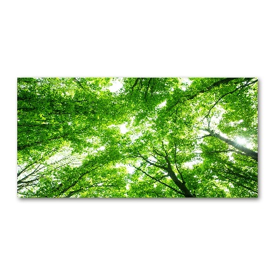 Quadro vetro Foresta verde