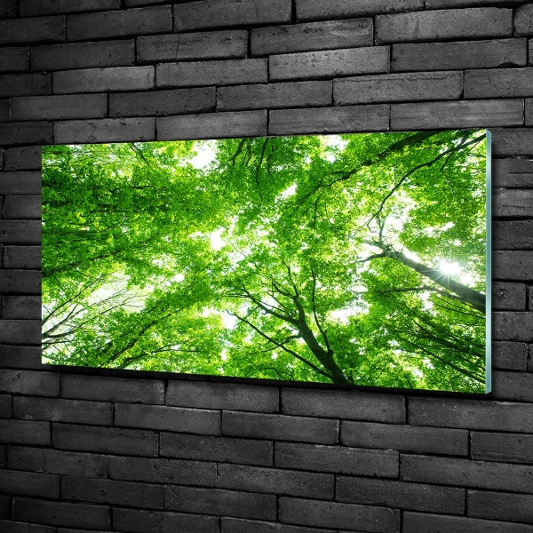 Quadro vetro Foresta verde