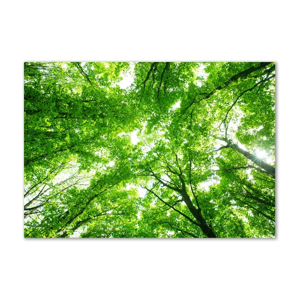 Quadro vetro Foresta verde