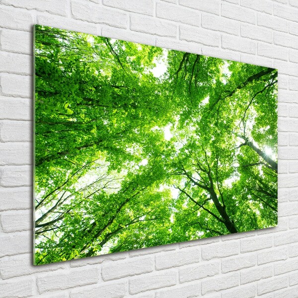 Quadro vetro Foresta verde
