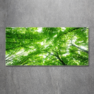 Quadro vetro Foresta verde