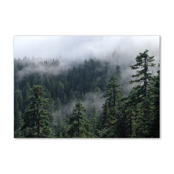 Quadro su vetro Nebbia forestale