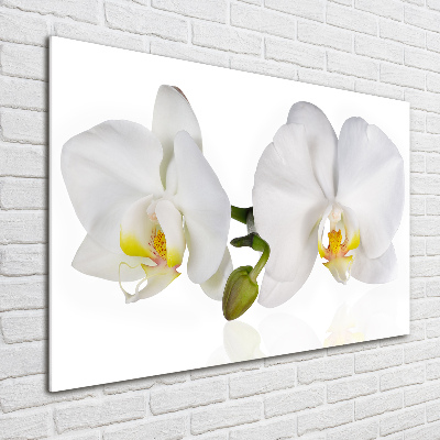 Quadro in vetro Orchidea