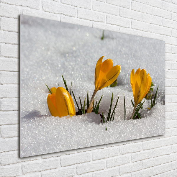 Quadro in verde Crochi nella neve