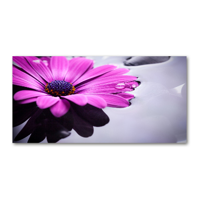 Quadro vetro Gerbera