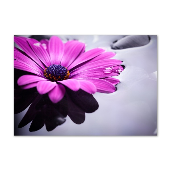 Quadro vetro Gerbera