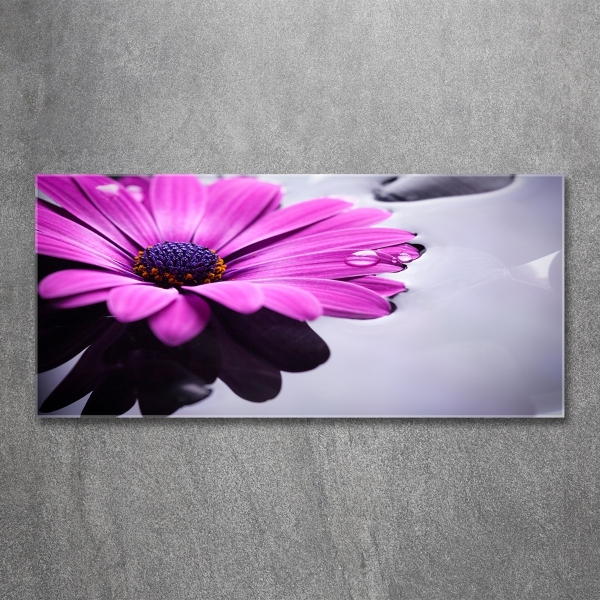 Quadro vetro Gerbera