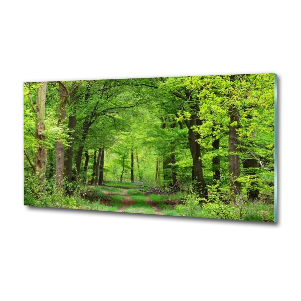 Quadro su vetro Foresta primaverile
