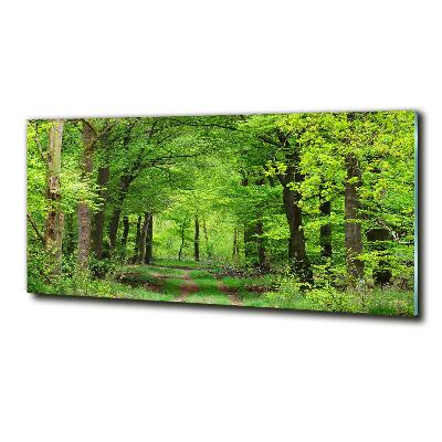 Quadro su vetro Foresta primaverile