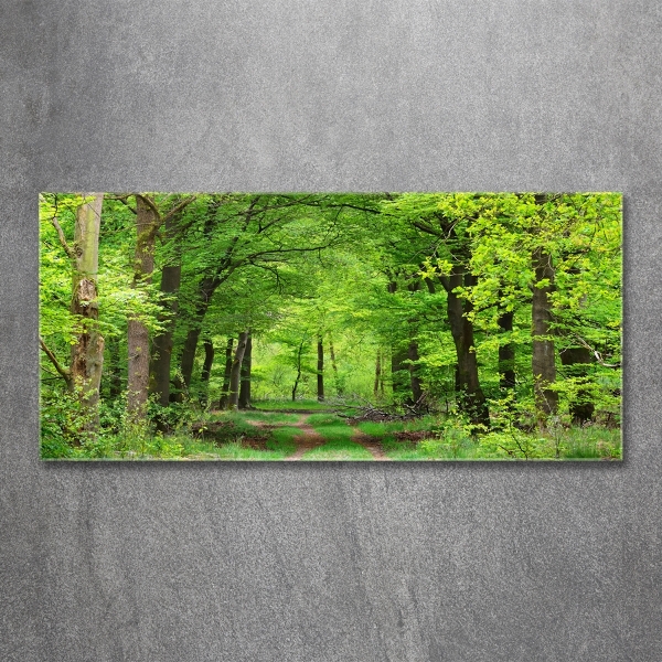 Quadro su vetro Foresta primaverile