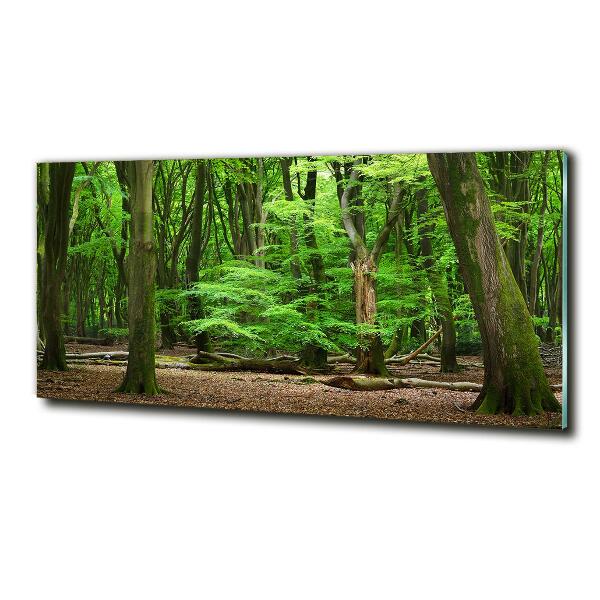Quadro vetro Foresta olandese