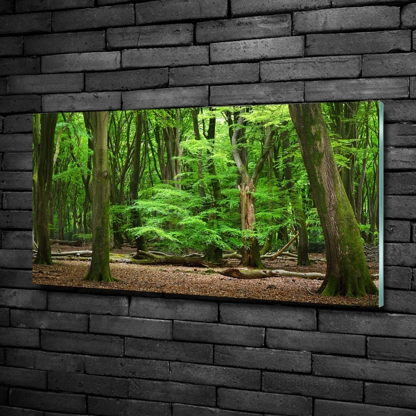 Quadro vetro Foresta olandese