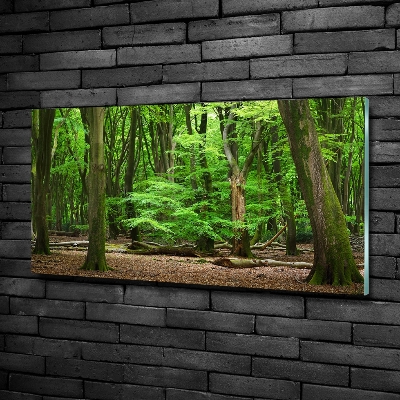 Quadro vetro Foresta olandese