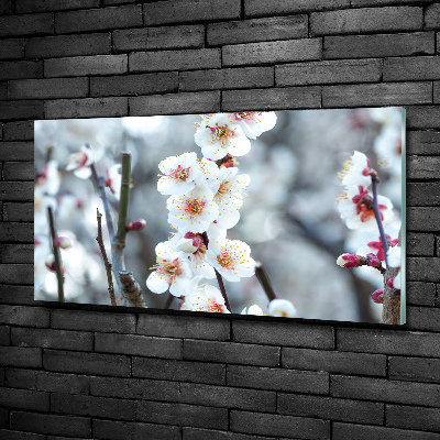 Quadro in vetro Fiori di ciliegio