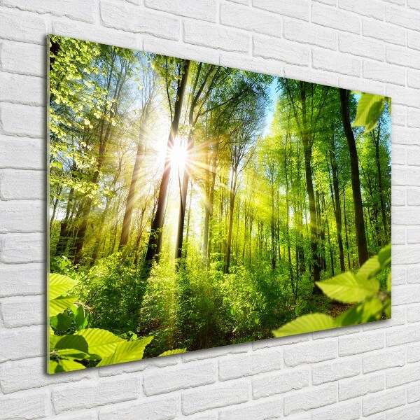 Quadro in verde Foresta al sole