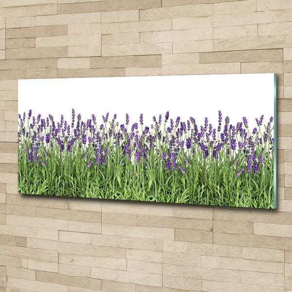 Quadro in vetro Fiori di lavanda