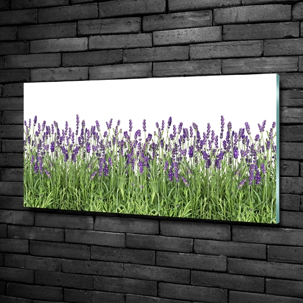 Quadro in vetro Fiori di lavanda