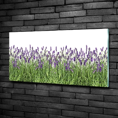 Quadro in vetro Fiori di lavanda