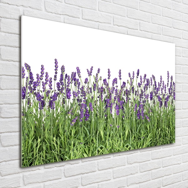 Quadro in vetro Fiori di lavanda