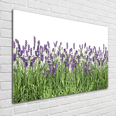 Quadro in vetro Fiori di lavanda