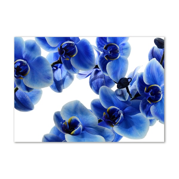 Quadro su vetro Orchidea blu