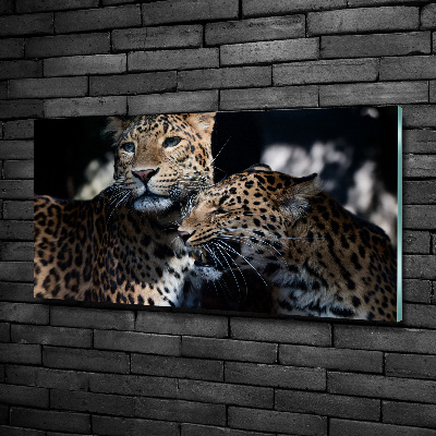 Quadro su vetro Due leopardi