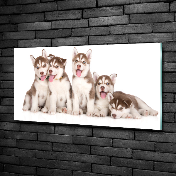 Quadro vetro Cuccioli di husky