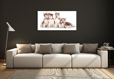 Quadro vetro Cuccioli di husky