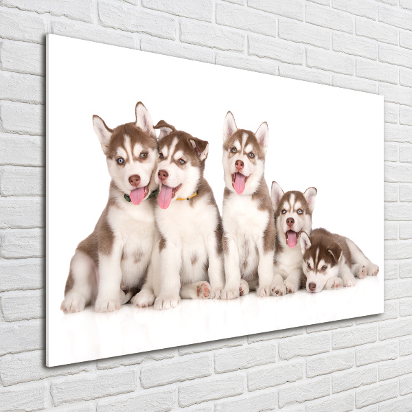 Quadro vetro Cuccioli di husky