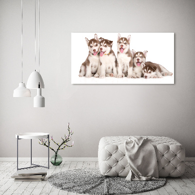 Quadro vetro Cuccioli di husky
