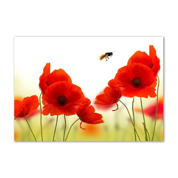 Quadro vetro Papaveri