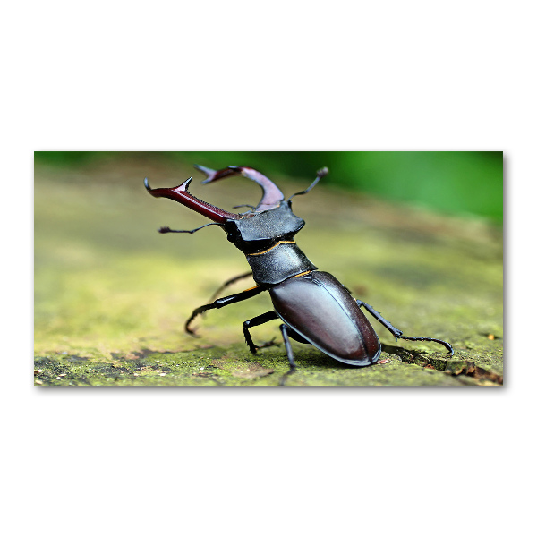 Quadro vetro Scarafaggio