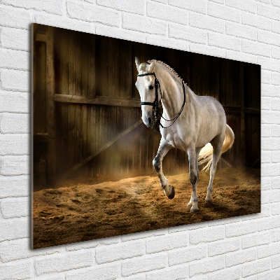 Quadro su vetro Cavallo bianco nella stalla