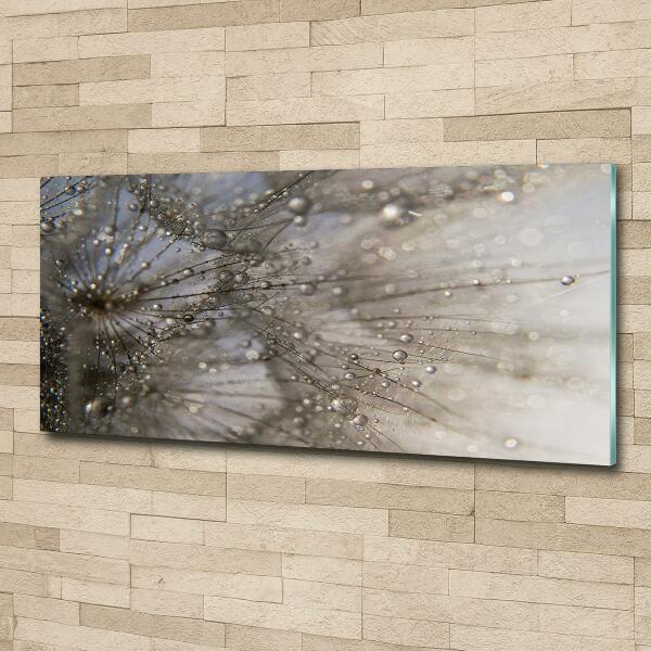 Quadro su vetro Semi di tarassaco