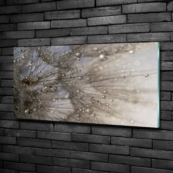 Quadro su vetro Semi di tarassaco
