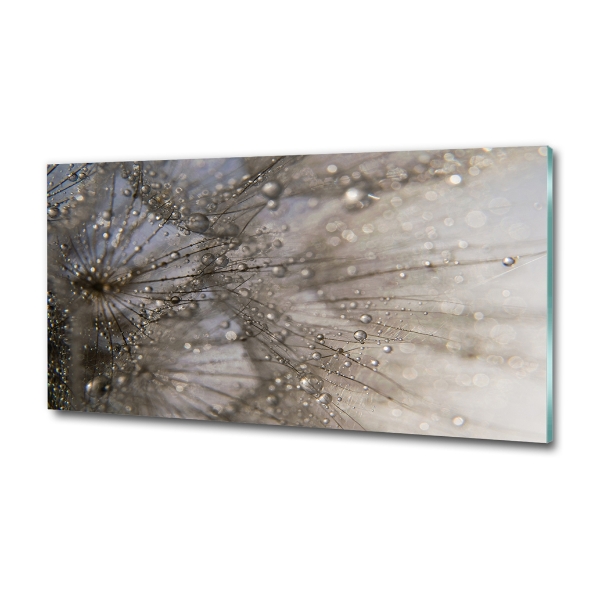 Quadro su vetro Semi di tarassaco