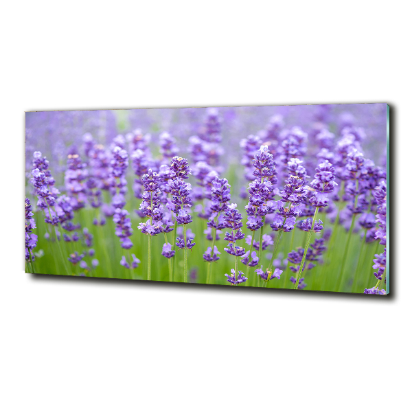 Quadro vetro Lavanda
